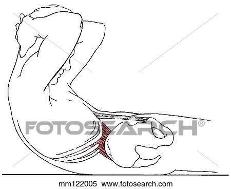 Stock Illustration - Rectus abdominis, action. Fotosearch