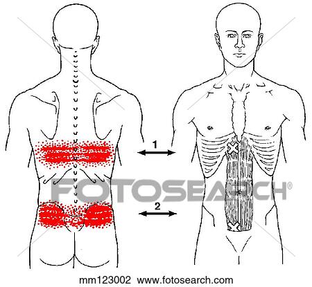 Rectus abdominus m., trigger points View Large Illustration Drawing - Rectus abdominus m., trigger points. Fotosearch