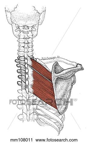 Clip Art - Rhomboideus muscles. Fotosearch