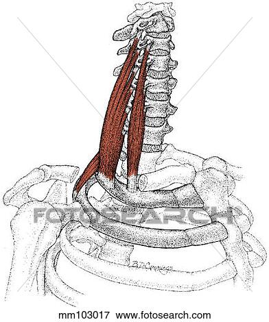 Stock Illustration - Scalene muscles. Fotosearch