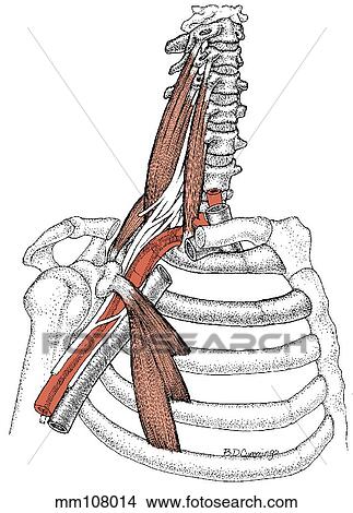 Stock Illustration - Scalene muscles. Fotosearch