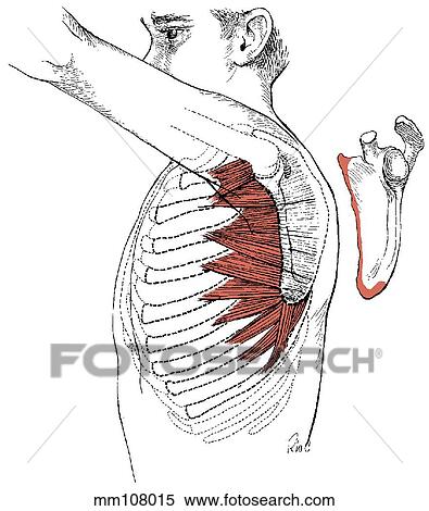 Serratus anterior muscle View Large Illustration Stock Illustration - Serratus anterior muscle. Fotosearch