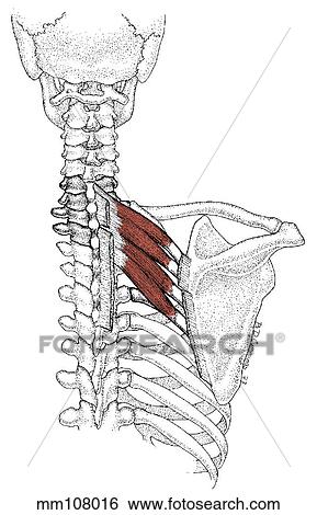 Stock Illustration - Serratus posterior superior muscle. Fotosearch