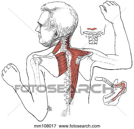 Stock Illustration - Serratus posterior superior muscle. Fotosearch