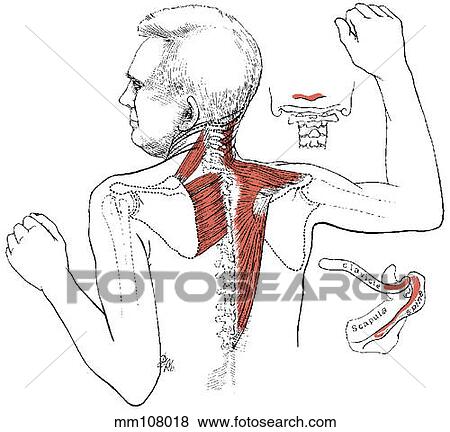Shoulder and back muscles View Large Illustration Stock Illustration - Shoulder and back muscles. Fotosearch
