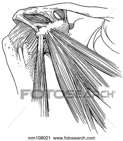 Shoulder, coracoid musculature View Large Illustration Clip Art - Shoulder, coracoid musculature. Fotosearch
