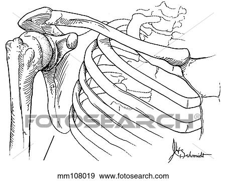 Stock Illustration - Shoulder girdle. Fotosearch