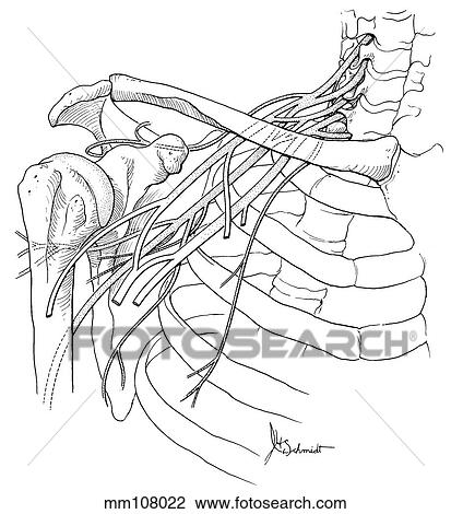 Drawing - Shoulder, nerves. Fotosearch