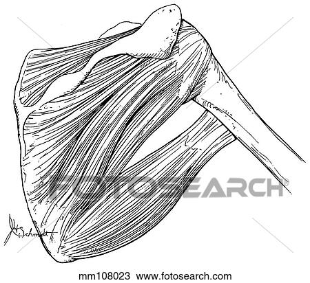 Shoulder, scapular musculature View Large Illustration Drawing - Shoulder, scapular musculature. Fotosearch