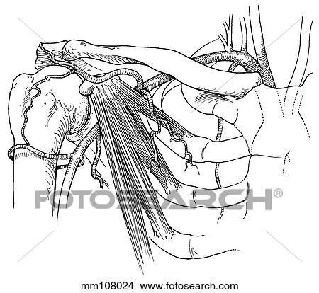 Shoulder, vascular supply View Large Illustration Stock Illustration - Shoulder, vascular supply. Fotosearch