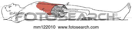 Clipart - Sit-up, curled-trunk. Fotosearch