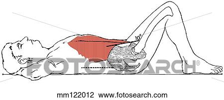 Sit-up, curled-trunk View Large Illustration Drawing - Sit-up, curled-trunk. Fotosearch