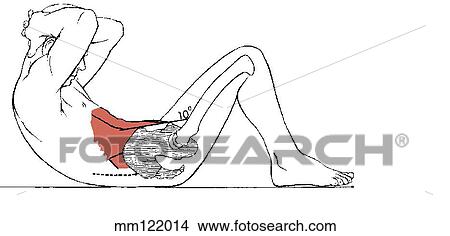 Sit-up, curled-trunk View Large Illustration Stock Illustration - Sit-up, curled-trunk. Fotosearch