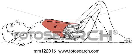 Sit-up, curled-trunk View Large Illustration Stock Illustration - Sit-up, curled-trunk. Fotosearch