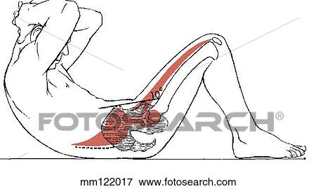 Sit-up, curled-trunk View Large Illustration Stock Illustration - Sit-up, curled-trunk. Fotosearch