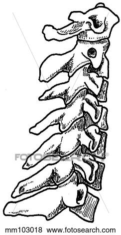 Spine, cervical View Large Illustration Stock Illustration - Spine, cervical. Fotosearch