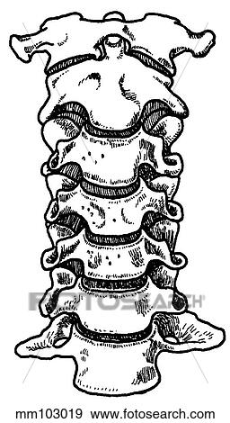 Spine, cervical View Large Illustration Stock Illustration - Spine, cervical. Fotosearch