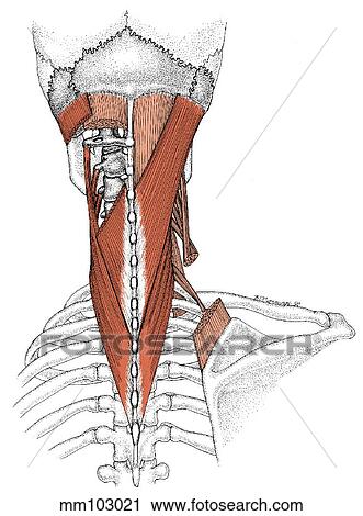 Splenius capitis & splenius cervicis muscle View Large Illustration Clip Art - Splenius capitis & splenius cervicis muscle. Fotosearch