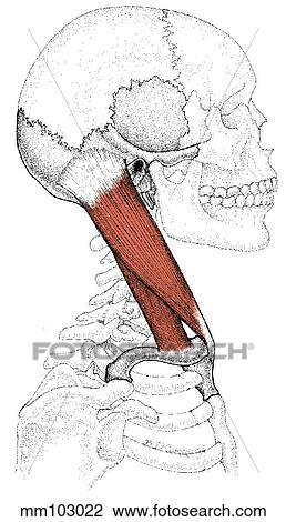 Sternocleidomastoid muscle View Large Illustration Drawing - Sternocleidomastoid muscle. Fotosearch