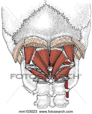 Drawing - Suboccipital muscles. Fotosearch