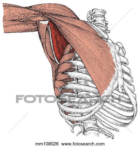Stock Illustration - Subscapularis muscle. Fotosearch