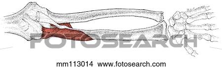 Supinator muscle View Large Illustration Stock Illustration - Supinator muscle. Fotosearch