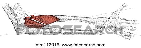 Stock Illustration - Supinator muscle. Fotosearch