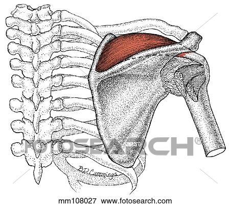 Stock Illustration - Supraspinatus muscle. Fotosearch