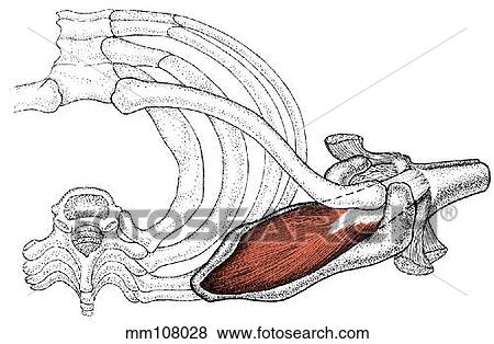 Supraspinatus muscle View Large Illustration Stock Illustration - Supraspinatus muscle. Fotosearch