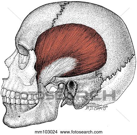 Temporalis muscle View Large Illustration Stock Illustration - Temporalis muscle. Fotosearch