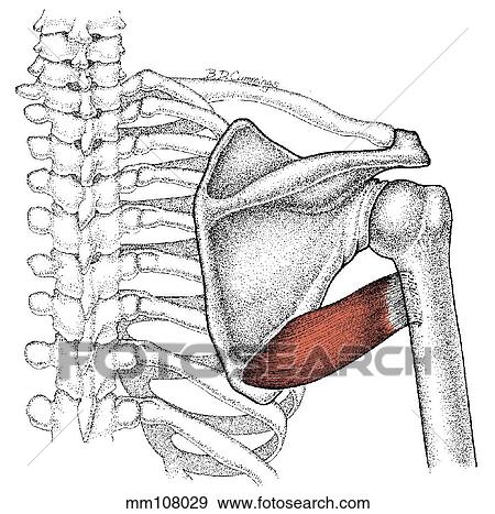 Teres major muscle View Large Illustration Stock Illustration - Teres major muscle. Fotosearch