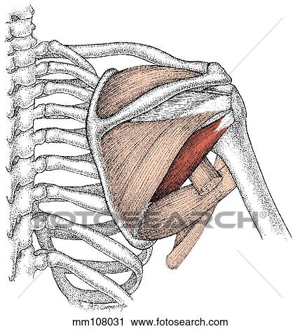 Clip Art - Teres minor muscle. Fotosearch