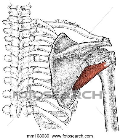 Teres minor muscle View Large Illustration Clipart - Teres minor muscle. Fotosearch