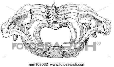 Drawing - Thoracic inlet. Fotosearch