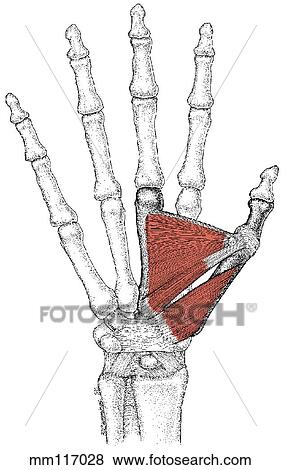 Stock Illustration - Thumb muscles. Fotosearch