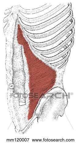 Transversus abdominis muscle View Large Illustration Stock Illustration - Transversus abdominis muscle. Fotosearch
