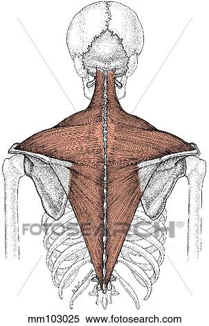 Trapezius muscle View Large Illustration Stock Illustration - Trapezius muscle. Fotosearch
