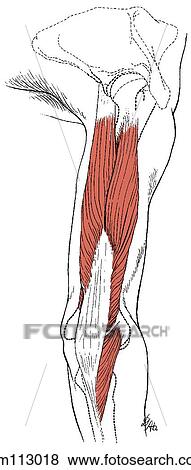 Triceps brachii and anconeus View Large Illustration Stock Illustration - Triceps brachii and anconeus. Fotosearch