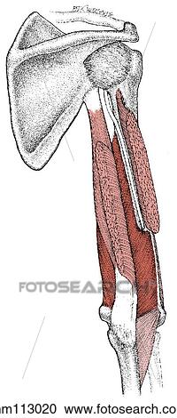 Triceps brachii muscle View Large Illustration Clipart - Triceps brachii muscle. Fotosearch