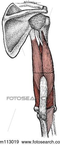Stock Illustration - Triceps brachii muscle. Fotosearch