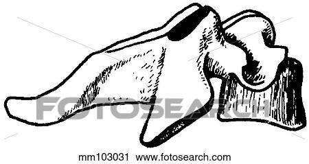 Vertebra, cervical View Large Illustration Clip Art - Vertebra, cervical. Fotosearch