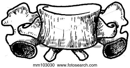 Vertebra, cervical View Large Illustration Clipart - Vertebra, cervical. Fotosearch