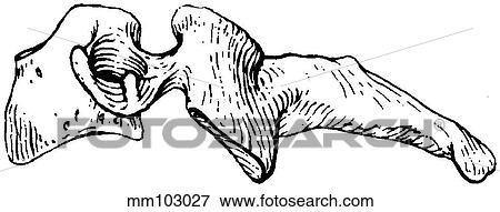 Vertebra, cervical View Large Illustration Stock Illustration - Vertebra, cervical. Fotosearch