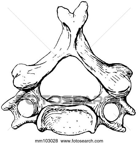 Stock Illustration - Vertebra, cervical. Fotosearch