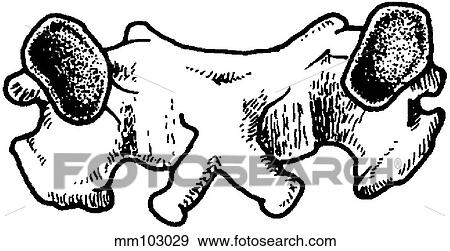 Vertebra, cervical View Large Illustration Stock Illustration - Vertebra, cervical. Fotosearch