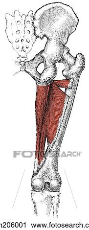 Adductor magnus muscle View Large Illustration Clip Art - Adductor magnus muscle. Fotosearch