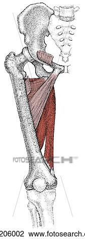 Adductor muscle group View Large Illustration Drawing - Adductor muscle group. Fotosearch