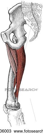 Adductor muscle group View Large Illustration Drawing - Adductor muscle group. Fotosearch
