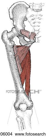 Stock Illustration - Adductor muscles, deep. Fotosearch