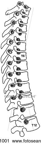 Clip Art - Articular facets. Fotosearch